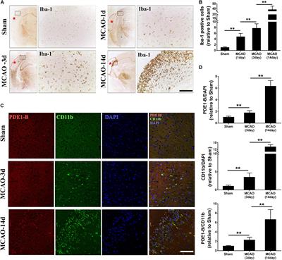 Inhibition of PDE1-B by Vinpocetine Regulates Microglial Exosomes and Polarization Through Enhancing Autophagic Flux for Neuroprotection Against Ischemic Stroke